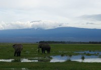 Partir en aventure au Kenya pour faire du safari dans ses parcs et réserves