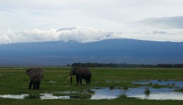 Partir en aventure au Kenya pour faire du safari dans ses parcs et réserves Partir en aventure au Kenya pour faire du safari dans ses parcs et réserves