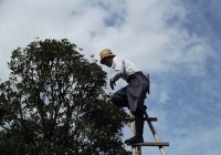 L’entretien de vos arbres par un élagueur professionnel