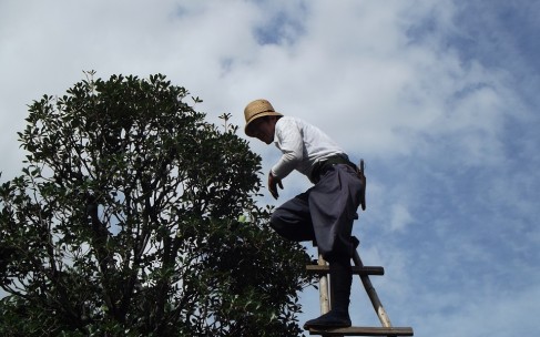 L’entretien de vos arbres par un élagueur professionnel L’entretien de vos arbres par un élagueur professionnel